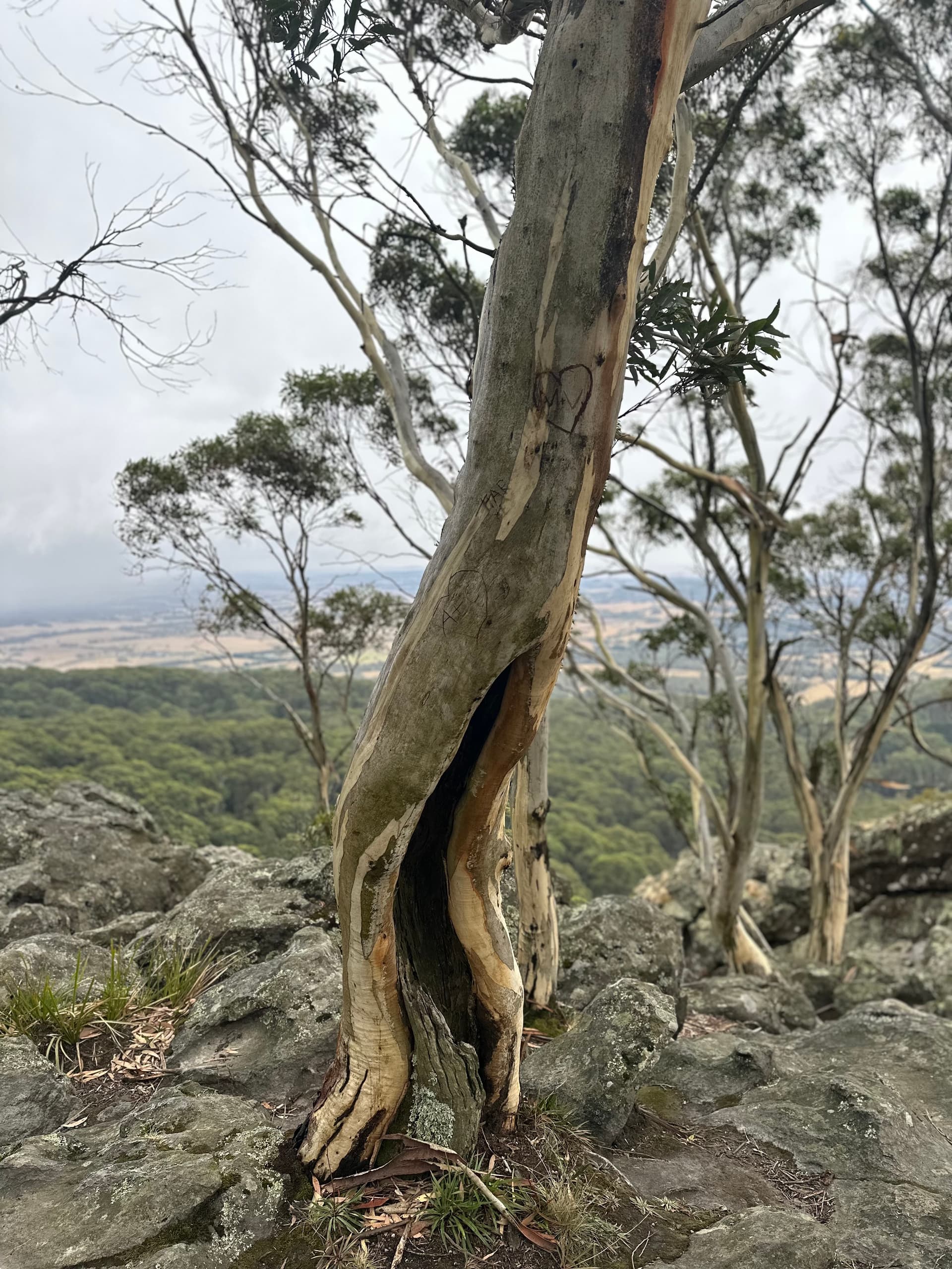 Trees!